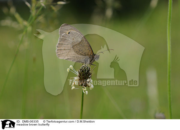meadow brown butterfly / DMS-06335