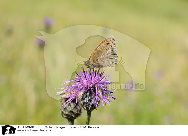 meadow brown butterfly / DMS-06336