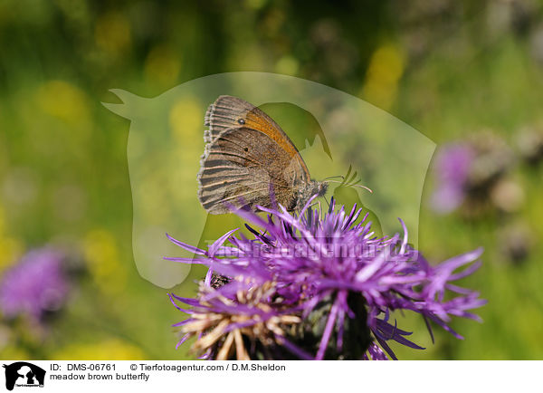 meadow brown butterfly / DMS-06761