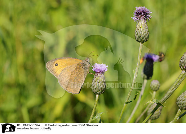 meadow brown butterfly / DMS-06764