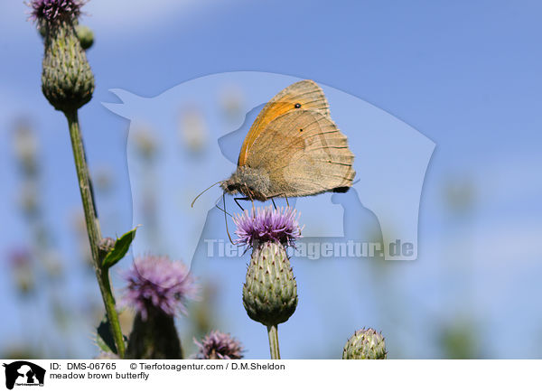 meadow brown butterfly / DMS-06765