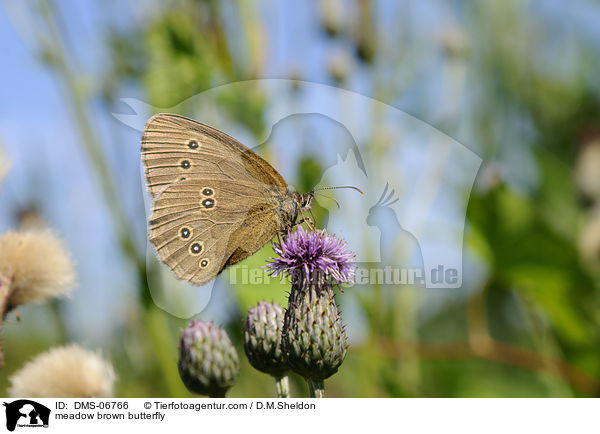 meadow brown butterfly / DMS-06766