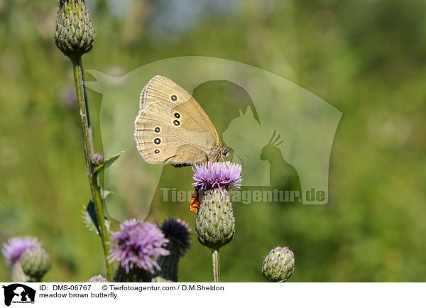 meadow brown butterfly / DMS-06767