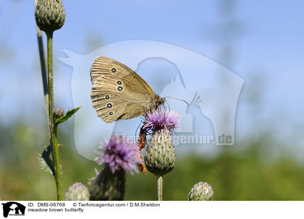 meadow brown butterfly / DMS-06768