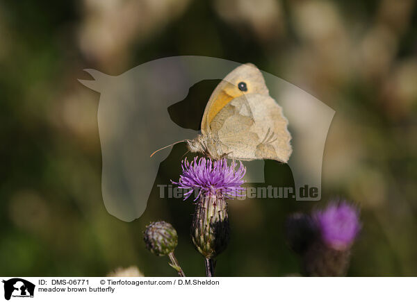 meadow brown butterfly / DMS-06771