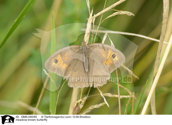 meadow brown butterfly / DMS-08095