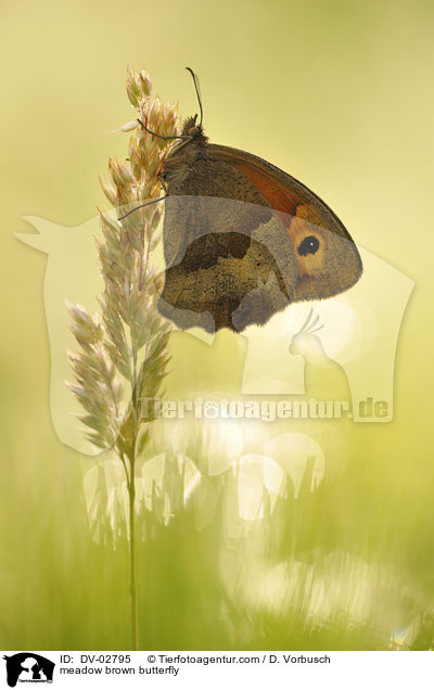 meadow brown butterfly / DV-02795