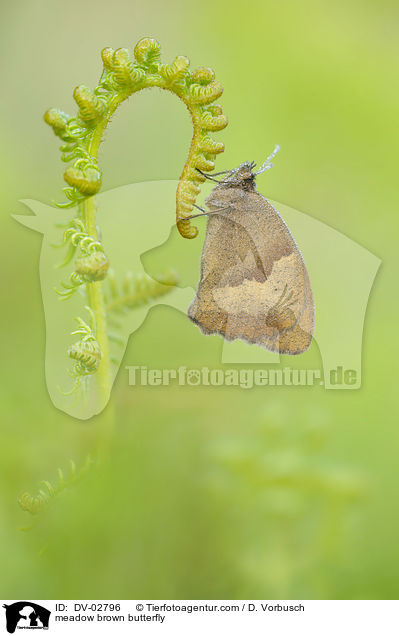 meadow brown butterfly / DV-02796