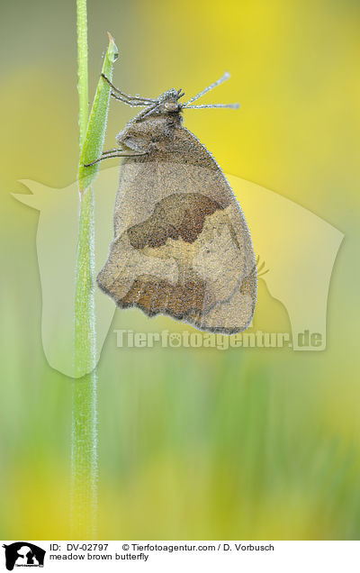 meadow brown butterfly / DV-02797