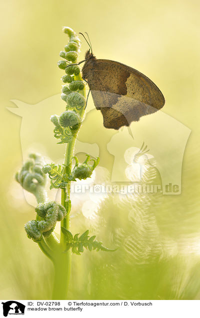 meadow brown butterfly / DV-02798