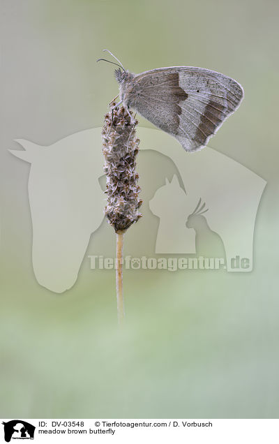 meadow brown butterfly / DV-03548