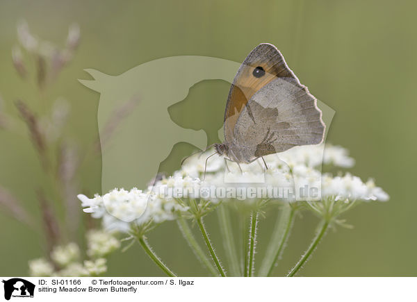 sitting Meadow Brown Butterfly / SI-01166