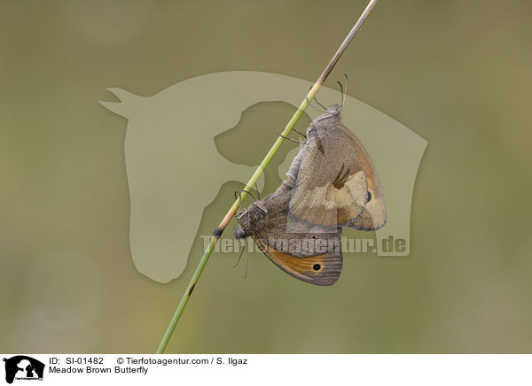 Meadow Brown Butterfly / SI-01482