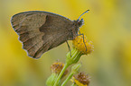 meadow brown butterfly