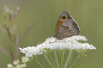 sitting Meadow Brown Butterfly