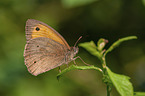 Meadow Brown Butterfly