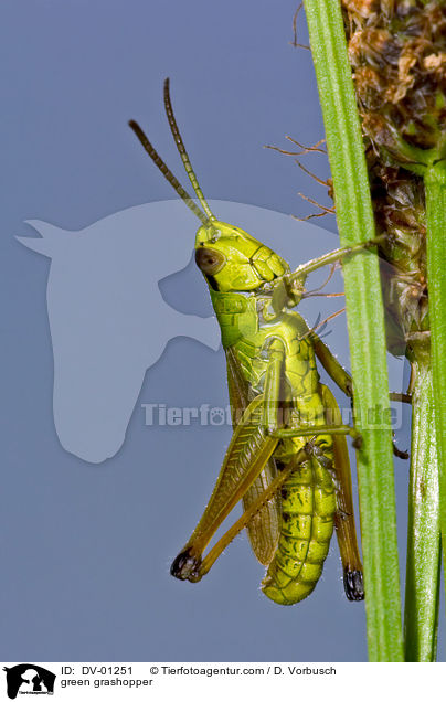 green grashopper / DV-01251