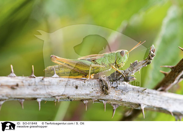 meadow grasshopper / SO-01848