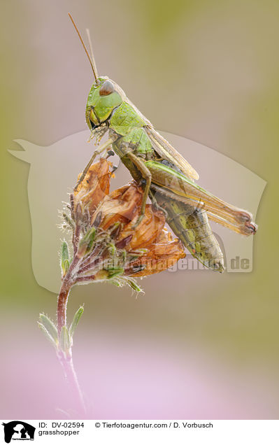 grasshopper / DV-02594