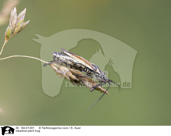 meadow plant bug / SA-01391