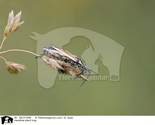 meadow plant bug / SA-01556