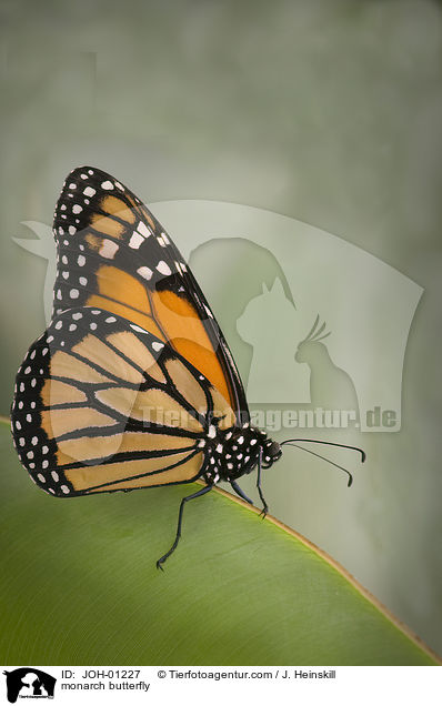 monarch butterfly / JOH-01227