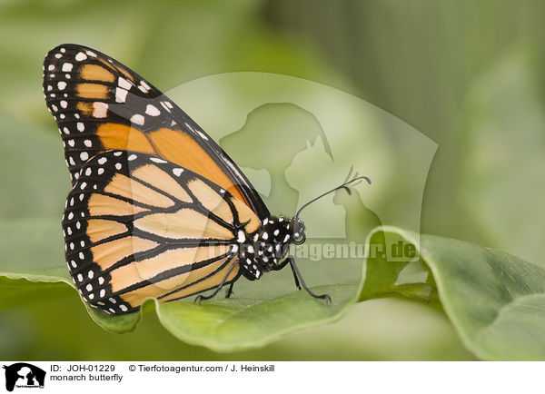 monarch butterfly / JOH-01229