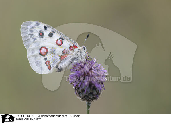 swallowtail butterfly / SI-01838