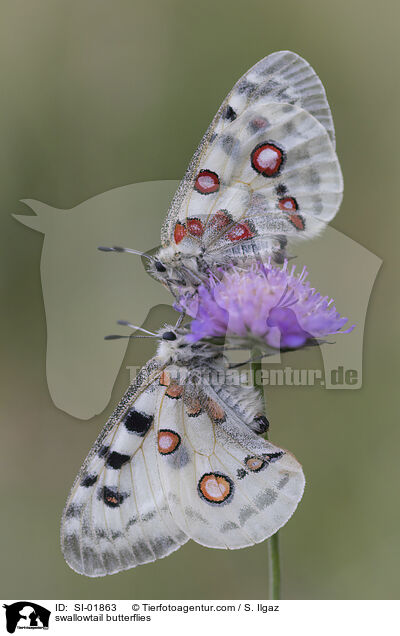 swallowtail butterflies / SI-01863