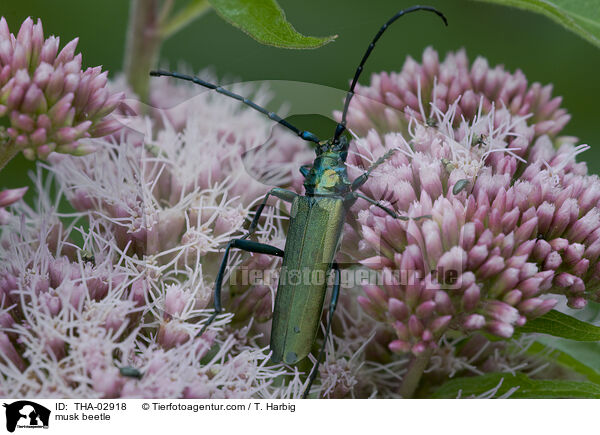 musk beetle / THA-02918