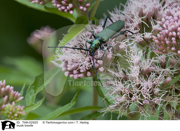 musk beetle / THA-02920