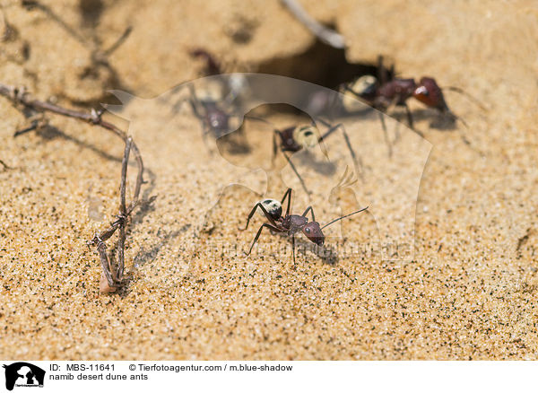 namib desert dune ants / MBS-11641