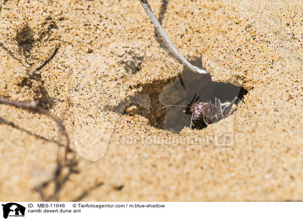 namib desert dune ant / MBS-11646