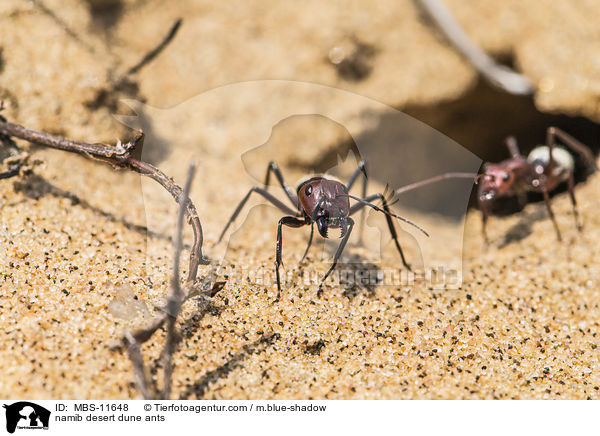 Namib-Dnen-Ameisen / namib desert dune ants / MBS-11648