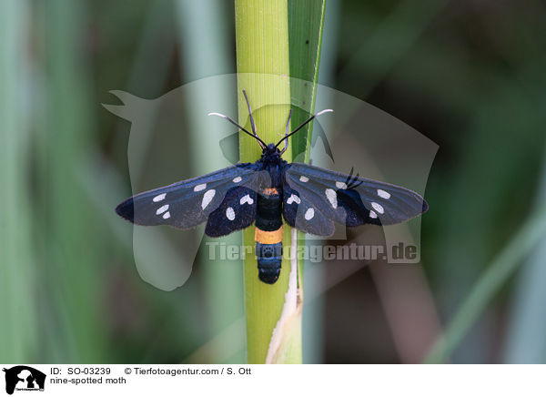 nine-spotted moth / SO-03239