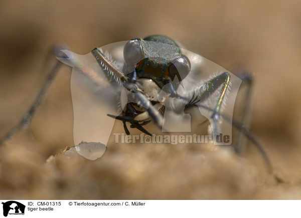 tiger beetle / CM-01315