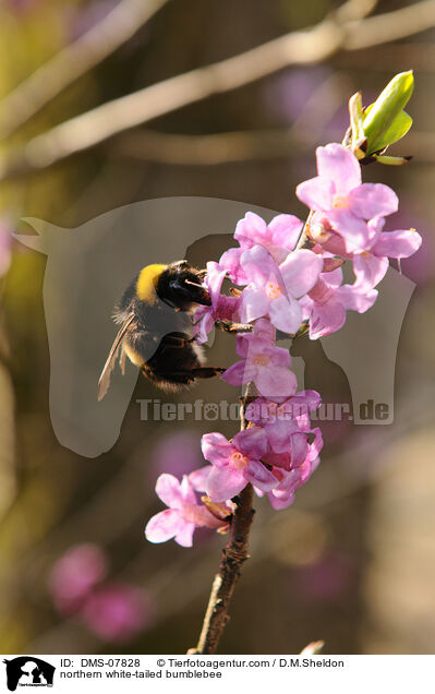 northern white-tailed bumblebee / DMS-07828