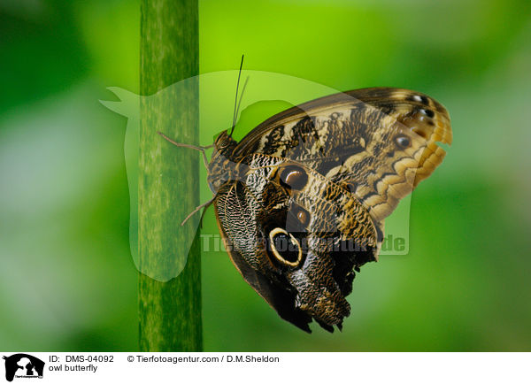 owl butterfly / DMS-04092