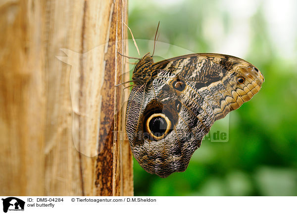 owl butterfly / DMS-04284