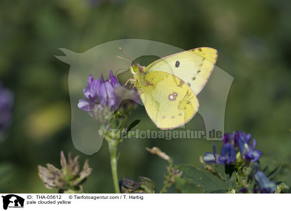 pale clouded yellow / THA-05612