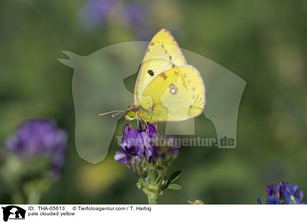 pale clouded yellow / THA-05613