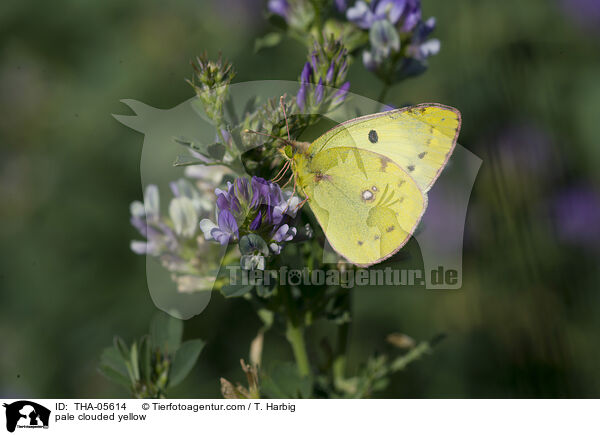 pale clouded yellow / THA-05614