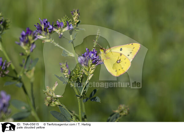 pale clouded yellow / THA-05615