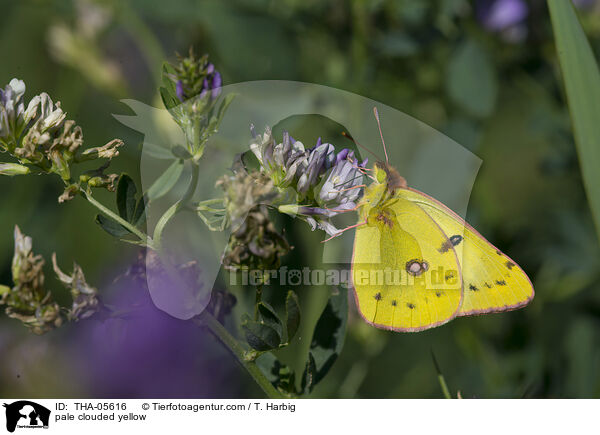 pale clouded yellow / THA-05616