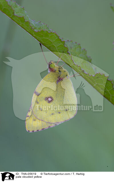 pale clouded yellow / THA-05619