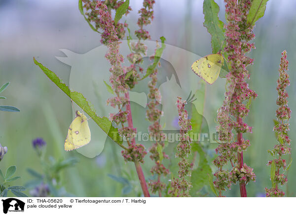 pale clouded yellow / THA-05620