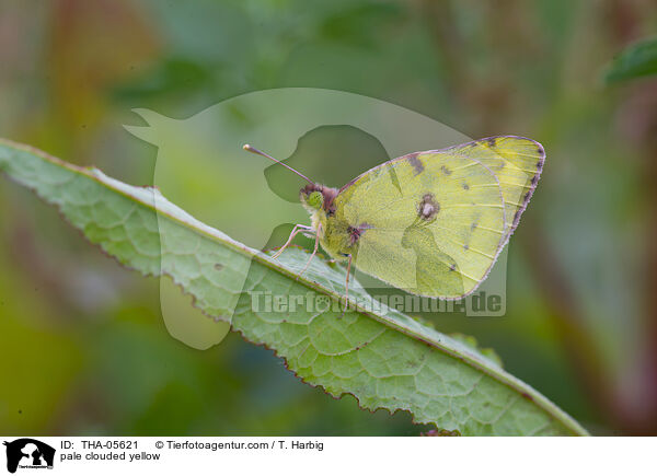 pale clouded yellow / THA-05621
