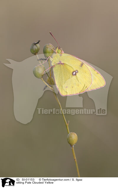 sitting Pale Clouded Yellow / SI-01153