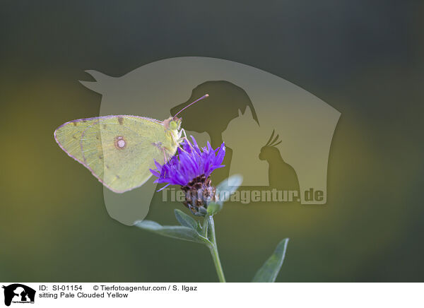 sitting Pale Clouded Yellow / SI-01154