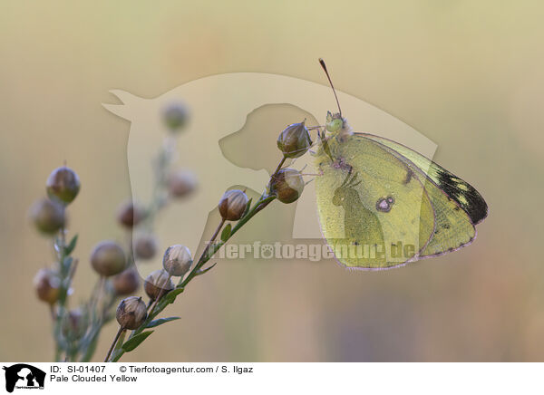 Pale Clouded Yellow / SI-01407